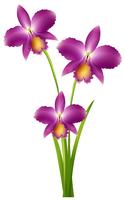 Purple orchid on green stem vector