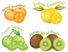 Set of citrus fruits vector