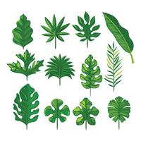Vector conjunto de hojas tropicales