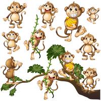 Wild monkeys in different actions vector