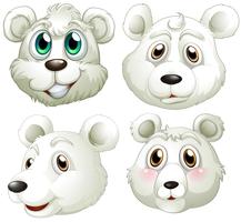 Heads of polar bears vector