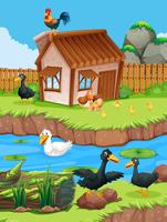 Escena de la granja con patos y gallinas. vector