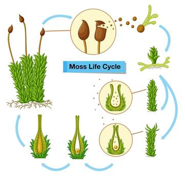 Diagrama que muestra el ciclo de vida del musgo vector