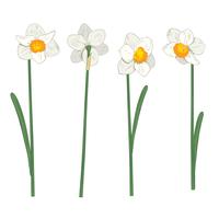 Narcisus. Set collection. Hand drawn botanical illustration on white background. vector