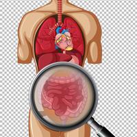 Human anatomy of intestine vector