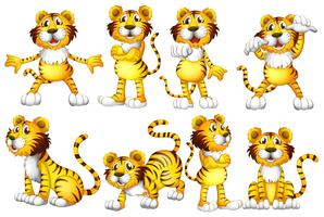 Tiger set vector