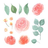Floral and leaves watercolor elements set hand painted lush flowers. Illustration of rose, peony, little flowers vintage style aquarelle isolated on white background. Design decor for card, save the date, wedding invitation cards, poster, background. vector