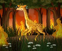 A giraffe running away from wildfire forest