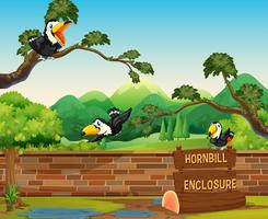 Escena con tres pájaros hornbill en zoológico vector