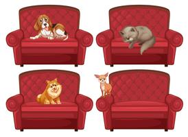 Pet at the couch vector