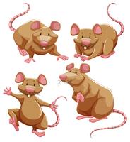 Brown rat in different poses vector