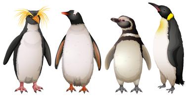 Los pinguinos vector