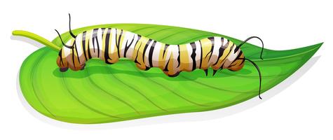 Monarch butterfly - Danaus plexippus - larva stage
