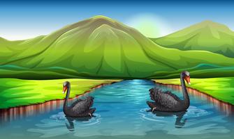 Swans in the river vector