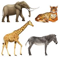 Four African animals vector