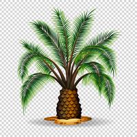 Palmera en el fondo transparente vector