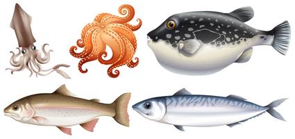 Seafood vector