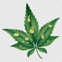 Green leaf with water drops vector