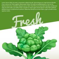 Infographic design with fresh broccoli vector