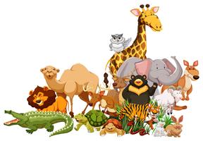 Different types of wild animals together