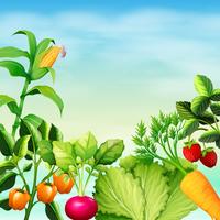 Many types of vegetables vector