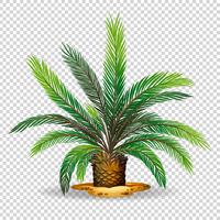 Palm tree on transparent background vector