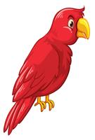 Pájaro rojo sobre fondo blanco vector