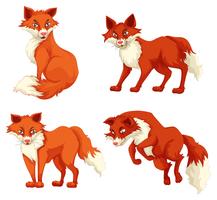 Four foxes in different poses vector