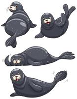 Four seals with black skin vector