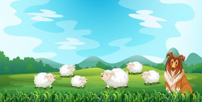 Sheeps and hound vector