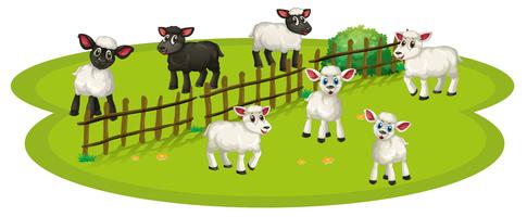 White sheeps and black sheeps on the farm