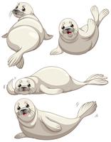 Seal in four poses vector