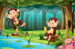 Monkeys living in the jungle vector