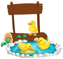 Three ducklings swimming in the pond vector