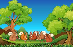 Five squirrels eating walnuts in park vector