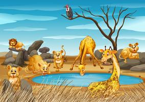 Giraffes and lions by the pond vector