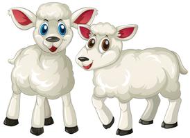 Two cute lambs standing vector