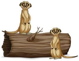 Meerkats vector