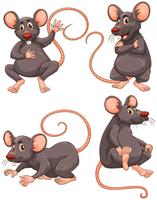 Mouse with gray fur in four actions vector