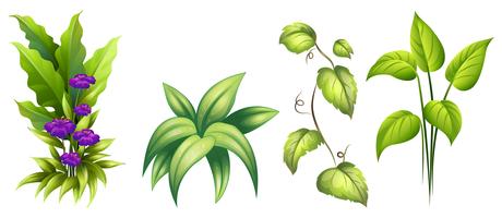 Set of isolated plant vector