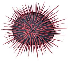 Seaurchin vector