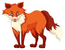 Red fox standing on white background vector