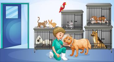 Vet and many animals in the cage vector