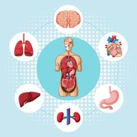 Diagrama que muestra diferentes órganos de humanos. vector