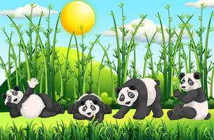 Four pandas in the field vector