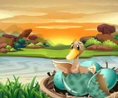 Duck hatching egg by the river vector