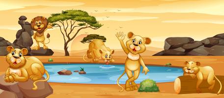 Lions drinking water from the pond vector