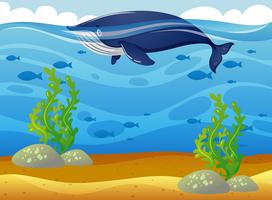 Whale swimming in the sea vector