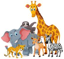 Wild animals in group vector