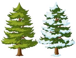 Pine tree with and without snow vector